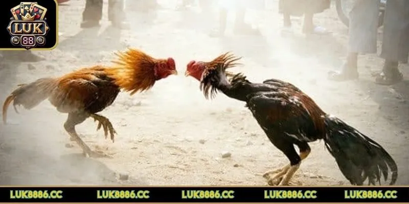 da-ga-luk88-chat-luong-video-cao