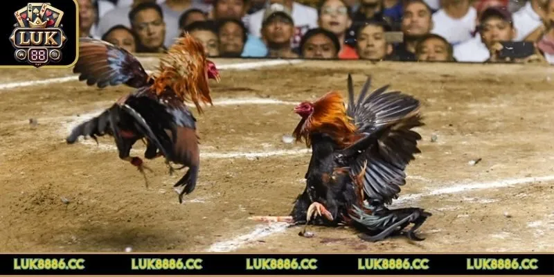 da-ga-luk88-cua-dao