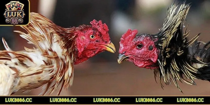 cach-chon-ga-da-cua-sat-can-luu-y
