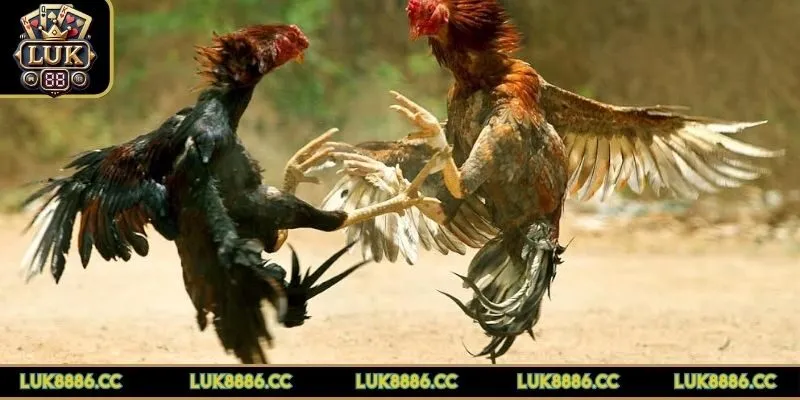 cach-chon-ga-da-cua-sat-chien-thuat