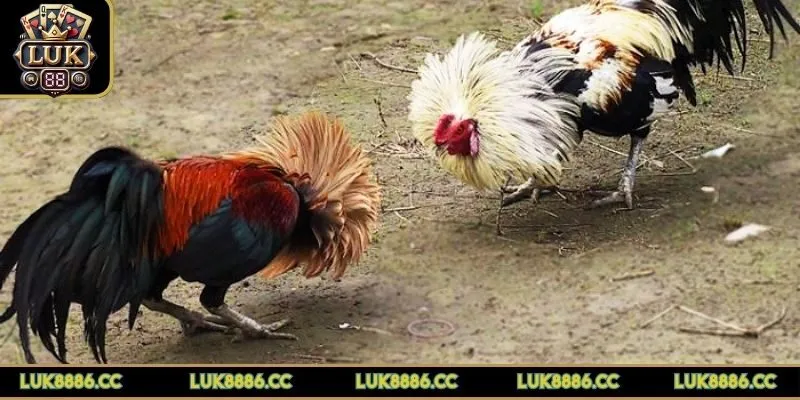 luat-da-ga-tre-bat-dau-tu-khai-niem