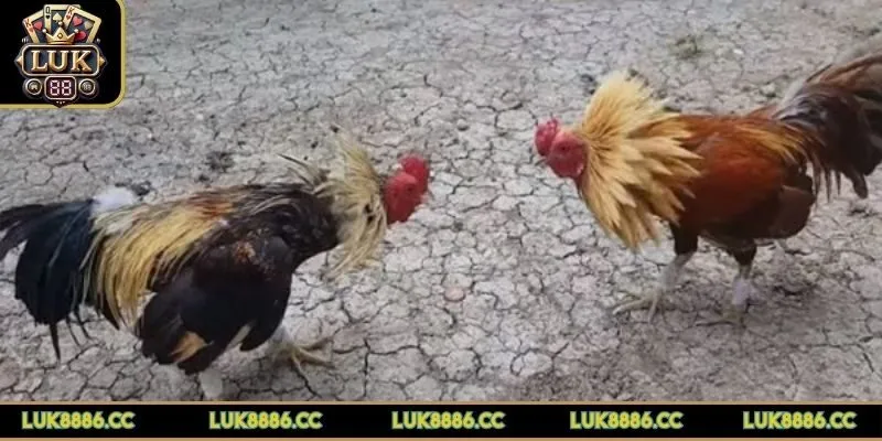 luat-da-ga-tre-phan-tich-thang-thua