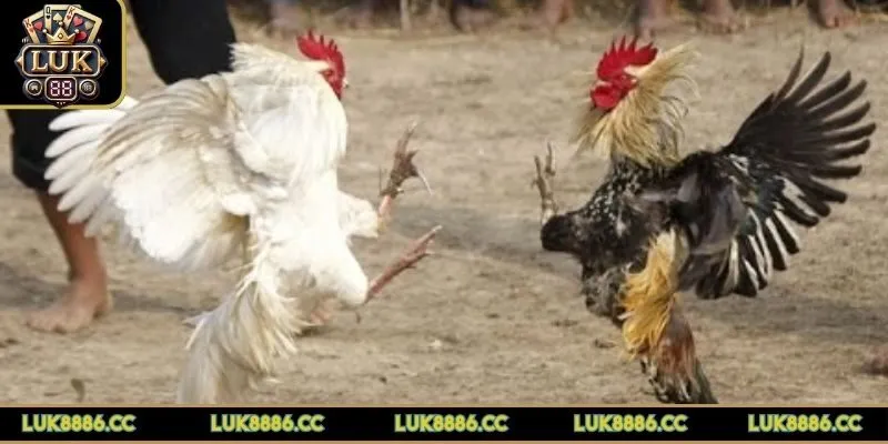 luat-da-ga-trevan-de-can-luu-y